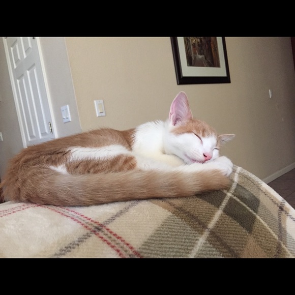 Meet your Posher, Challie - Picture 1 of 1